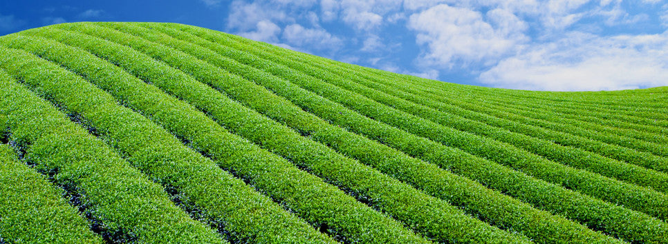 Green Terrace Teas Homepage Image 1